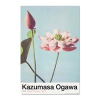 Grupo Erik Lotus Flowers By K Ogawa Poster 61x91,5cm