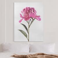 Bilderwelten Leinwandbild Blumen - Hochformat Blühende Pfingstrose Pink auf Weiß