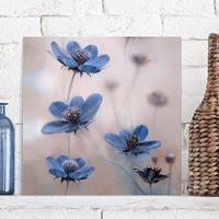 Bilderwelten Leinwandbild Blumen - Quadrat Blaue Kosmeen