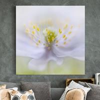 Bilderwelten Leinwandbild Blumen - Quadrat Anemonen Schönheit