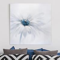 Bilderwelten Leinwandbild Blumen - Quadrat Gänseblümchen in Blau