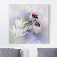Bilderwelten Leinwandbild Blumen - Quadrat Marienkäfer Paar