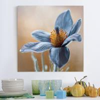 Bilderwelten Leinwandbild Blumen - Quadrat Kuhschelle in Blau