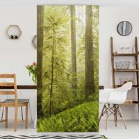 Bilderwelten Raumteiler Natur & Landschaften Redwood State Park Waldblick