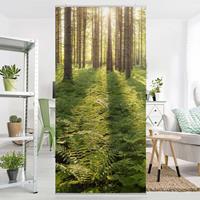 Bilderwelten Raumteiler Natur & Landschaften Sonnenstrahlen in grünem Wald