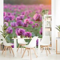 Bilderwelten Fototapete Violette Schlafmohn Blumenwiese im Frühling