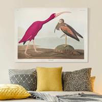 Bilderwelten Leinwandbild Vintage Lehrtafel Roter Ibis