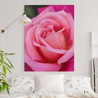 Bilderwelten Leinwandbild Pinke Rosenblüte vor Grün