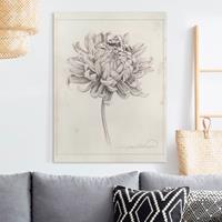 Bilderwelten Leinwandbild Botanische Studie Chrysantheme I