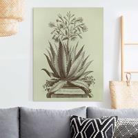 Bilderwelten Leinwandbild Vintage Aloe Serrata