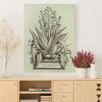 Bilderwelten Leinwandbild Vintage Aloe Vera Americana Major