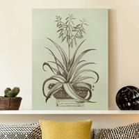 Bilderwelten Leinwandbild Vintage Aloe Vera Vulgaris