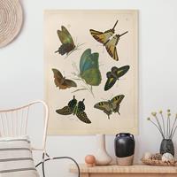 Bilderwelten Leinwandbild Vintage Illustration Exotische Schmetterlinge