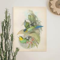 Bilderwelten Leinwandbild Vintage Illustration Tropische Vögel