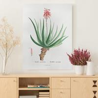 Bilderwelten Leinwandbild Botanik Vintage Illustration Aloe Rosa Blüte