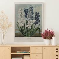 Bilderwelten Leinwandbild Botanik Vintage Illustration Blaue und weiße Hyazinthen