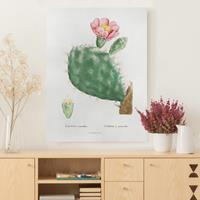 Bilderwelten Leinwandbild Botanik Vintage Illustration Kaktus Rosa Blüte
