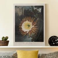Bilderwelten Leinwandbild Botanik Vintage Illustration Kaktusblüte