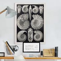 Bilderwelten Leinwandbild Vintage Lehrtafel Fossilien Schwarz Weiß