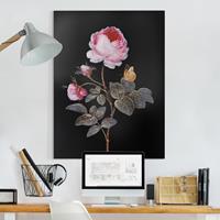 Bilderwelten Leinwandbild Barbara Regina Dietzsch - Die hundertblättrige Rose