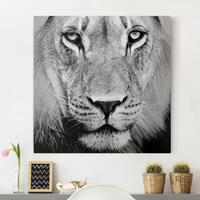 Bilderwelten Leinwandbild Tiere - Quadrat Alter Löwe