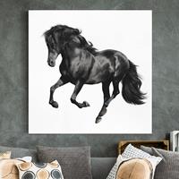 Bilderwelten Leinwandbild Pferd - Quadrat Araberhengst
