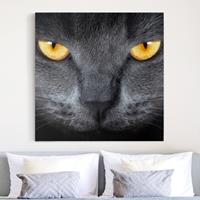 Bilderwelten Leinwandbild Tiere - Quadrat Cats Gaze