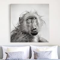 Bilderwelten Leinwandbild Tiere - Quadrat Crying Baboon
