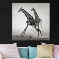 Bilderwelten Leinwandbild Tiere - Quadrat Giraffenjagd