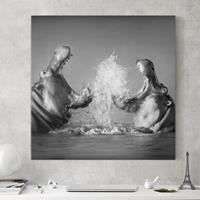 Bilderwelten Leinwandbild Tiere - Quadrat Hippo Fight