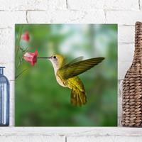 Bilderwelten Leinwandbild Tiere - Quadrat Kolibri und Blüte