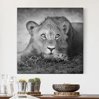 Bilderwelten Leinwandbild Tiere - Quadrat Lurking Lionbaby