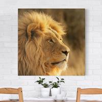 Bilderwelten Leinwandbild Tiere - Quadrat Löwenkönig