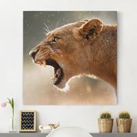 Bilderwelten Leinwandbild Tiere - Quadrat Löwin auf der Jagd