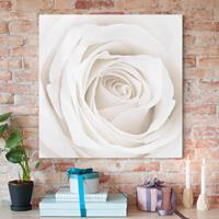 Bilderwelten Leinwandbild Blumen - Quadrat Pretty White Rose