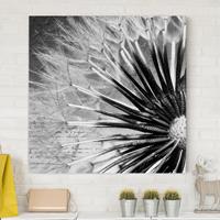 Bilderwelten Leinwandbild Blumen - Quadrat Pusteblume Schwarz & Weiß