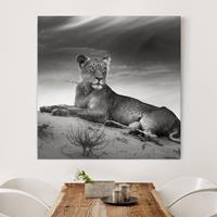 Bilderwelten Leinwandbild Tiere - Quadrat Resting Lion