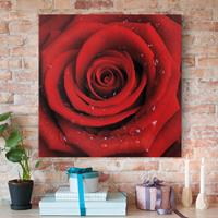 Bilderwelten Leinwandbild Blumen - Quadrat Rote Rose mit Wassertropfen