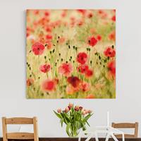 Bilderwelten Leinwandbild Blumen - Quadrat Summer Poppies