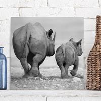 Bilderwelten Leinwandbild Tiere - Quadrat Wandering Rhinos II