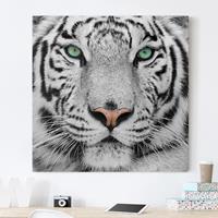 Bilderwelten Leinwandbild Tiere - Quadrat Weißer Tiger