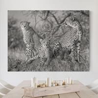 Bilderwelten Leinwandbild Schwarz-Weiß - Querformat Drei Geparden