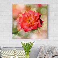 Bilderwelten Leinwandbild Blumen - Quadrat Shining Rose