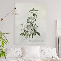Bilderwelten Leinwandbild Blumen - Hochformat Georg Dionysius Ehret - Zistrose