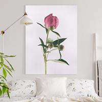 Bilderwelten Leinwandbild Blumen - Hochformat Pfingstrose Pink auf Weiß