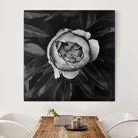 Bilderwelten Leinwandbild Blumen - Quadrat Pfingstrosenblüte vor Blättern Schwarz Weiß