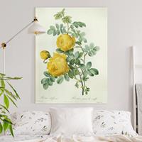 Bilderwelten Leinwandbild Blumen - Hochformat Pierre Joseph Redouté - Rosa Sulfurea