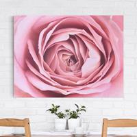 Bilderwelten Leinwandbild Blumen - Querformat Rosa Rosenblüte