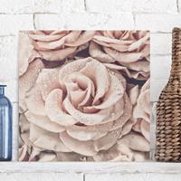 Bilderwelten Leinwandbild Blumen - Quadrat Rosen Sepia mit Wassertropfen