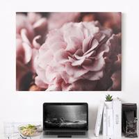 Bilderwelten Leinwandbild Blumen - Querformat Shabby Rosa Rose Pastell